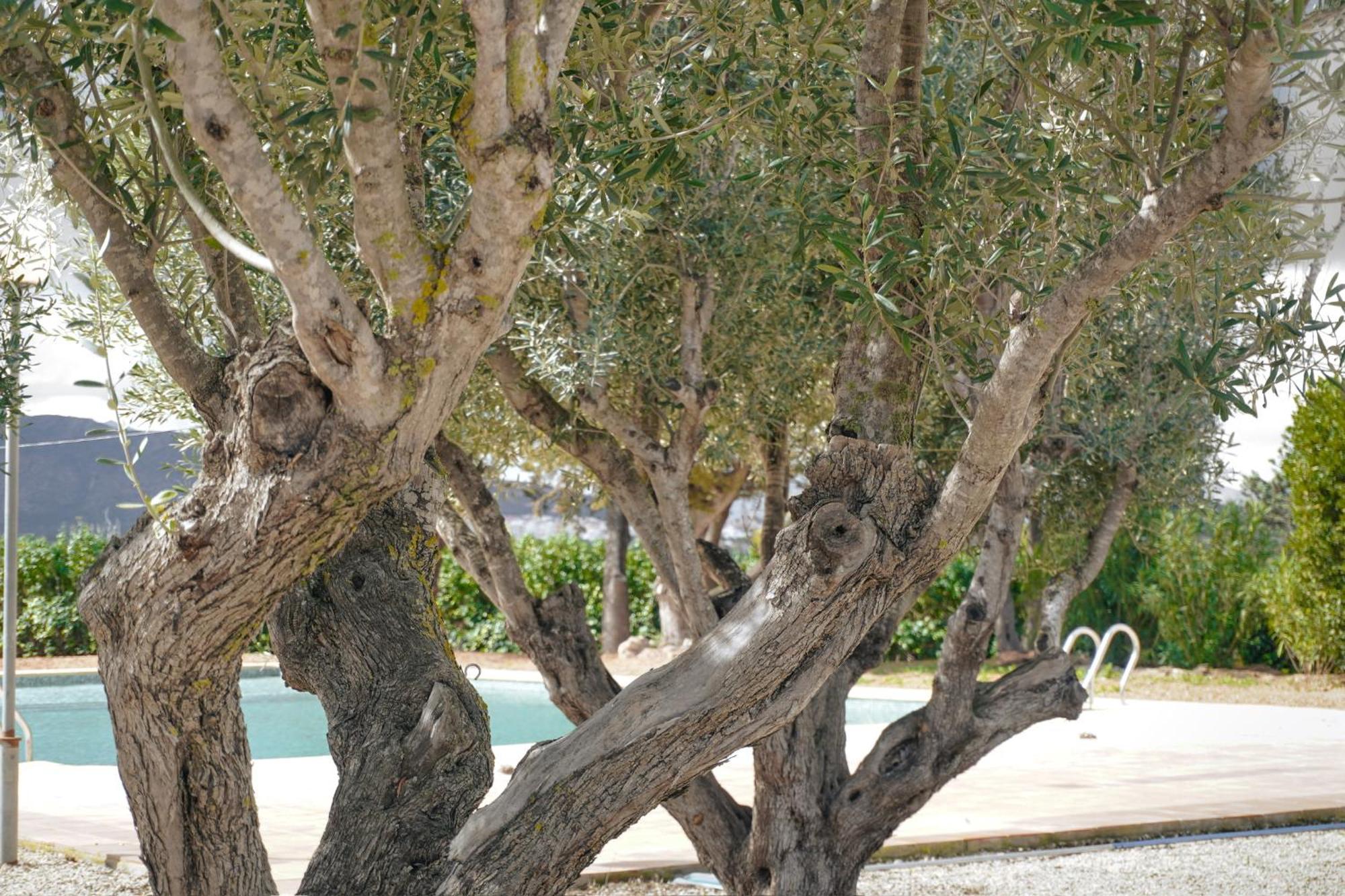 Hotel Finca Olivar เบนิสซา ภายนอก รูปภาพ